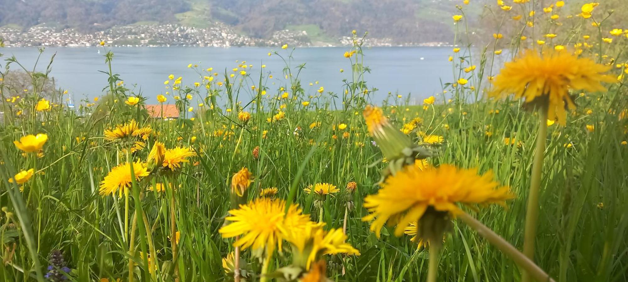 Appartamento Swiss Thunersee Spiez